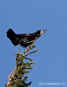 Corbeau 2805